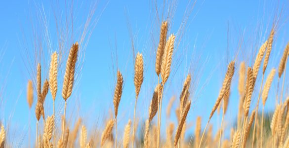 Amylase-Trypsin-Inhibitoren