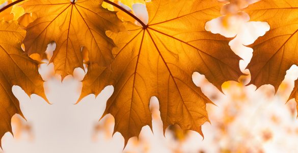 Herbstlaub