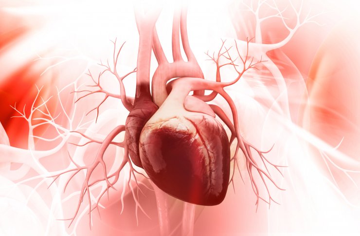 Anatomie Herz