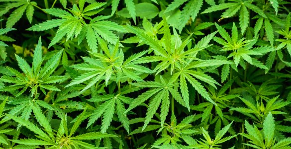 Cannabis