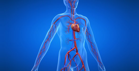 Kardiovaskuläres-System