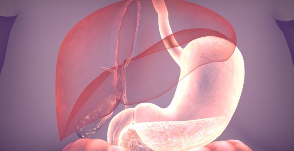 Anatomische Darstellung